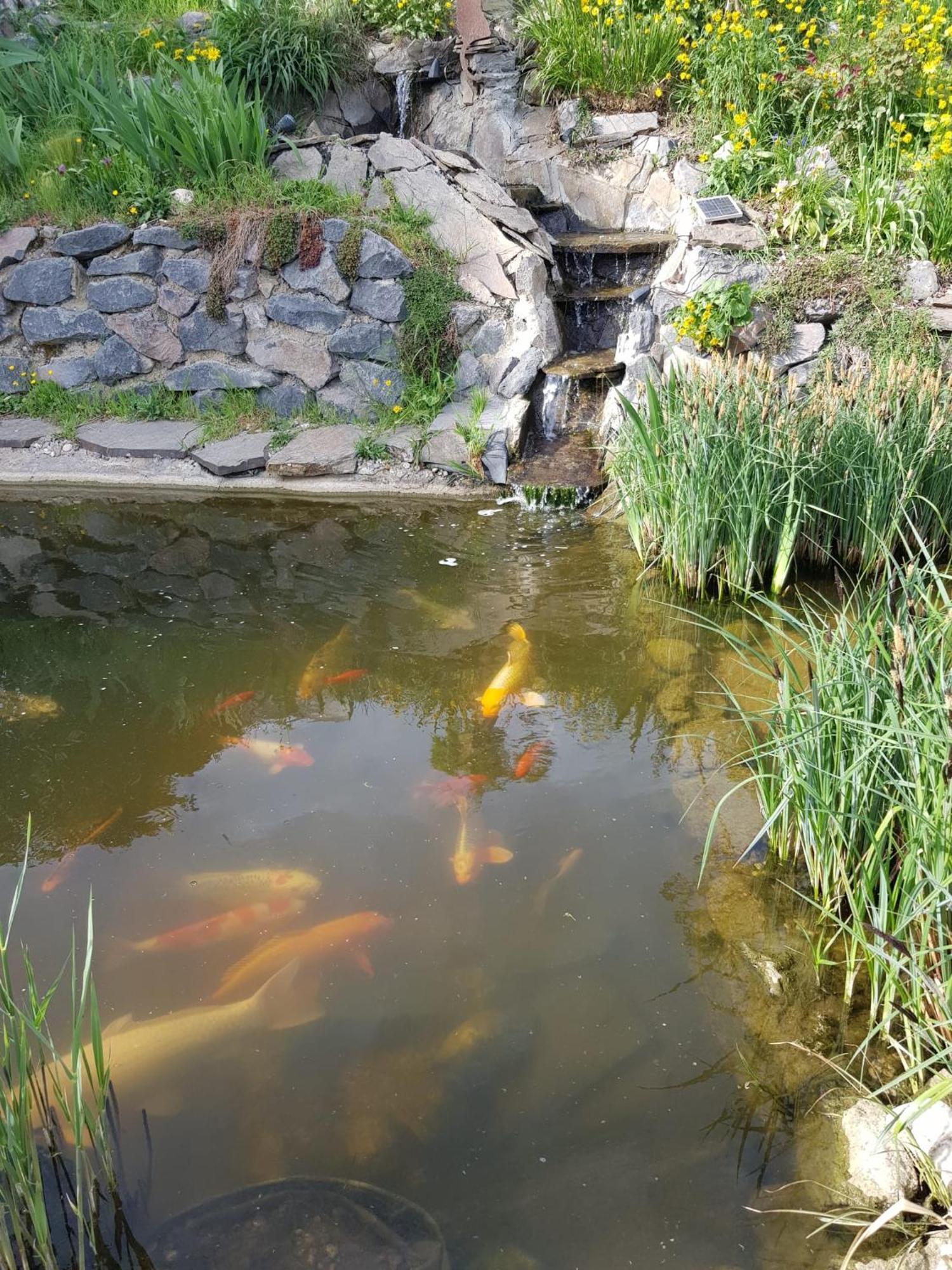 Wohlfuehlen Am Gartenteich Oberzissen Esterno foto